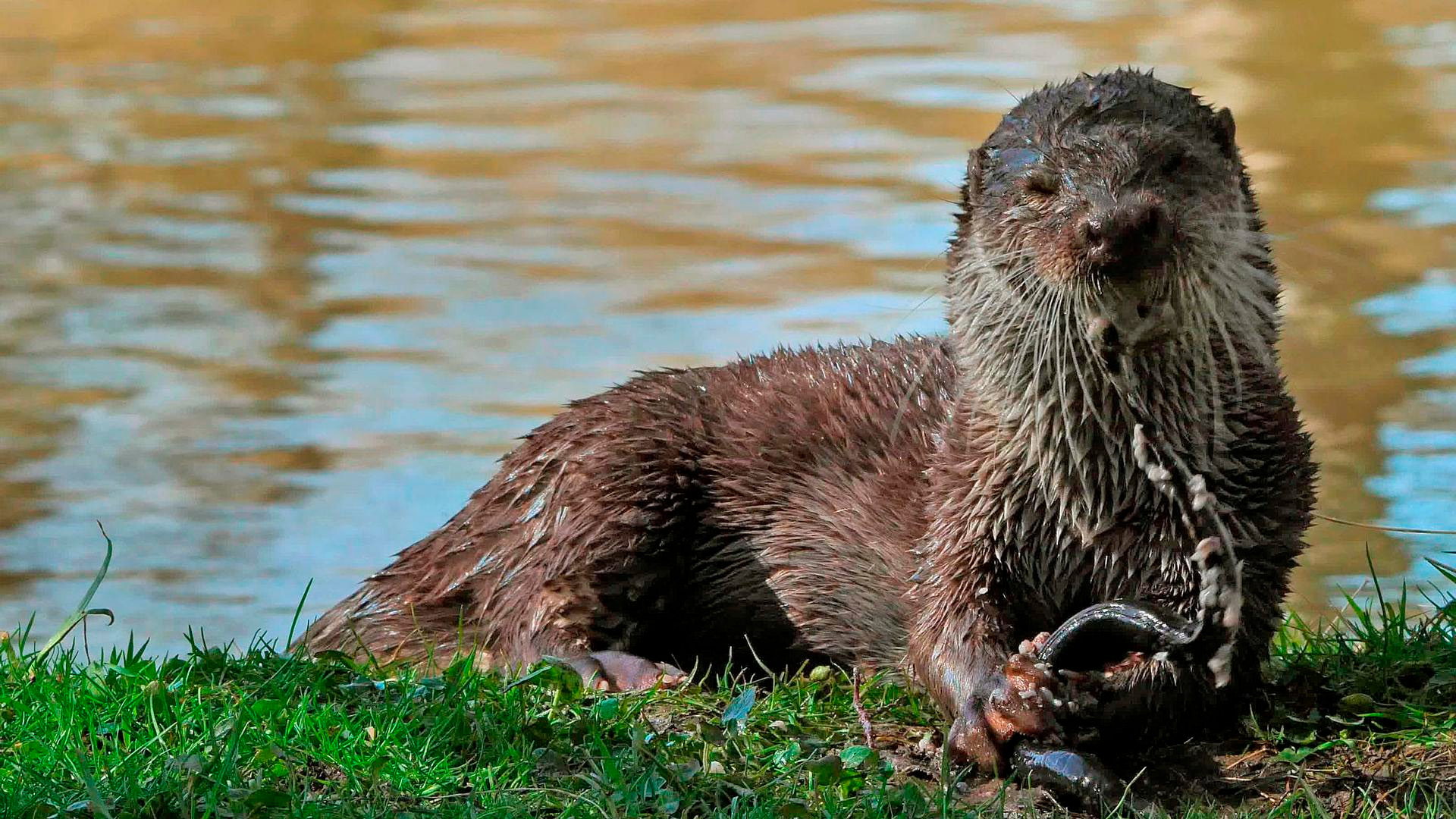 Выдра - изгнание из рая