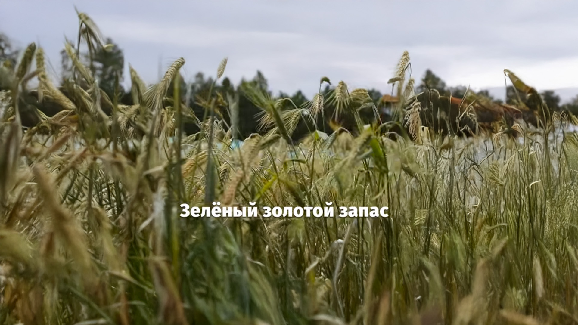 Зелёный золотой запас