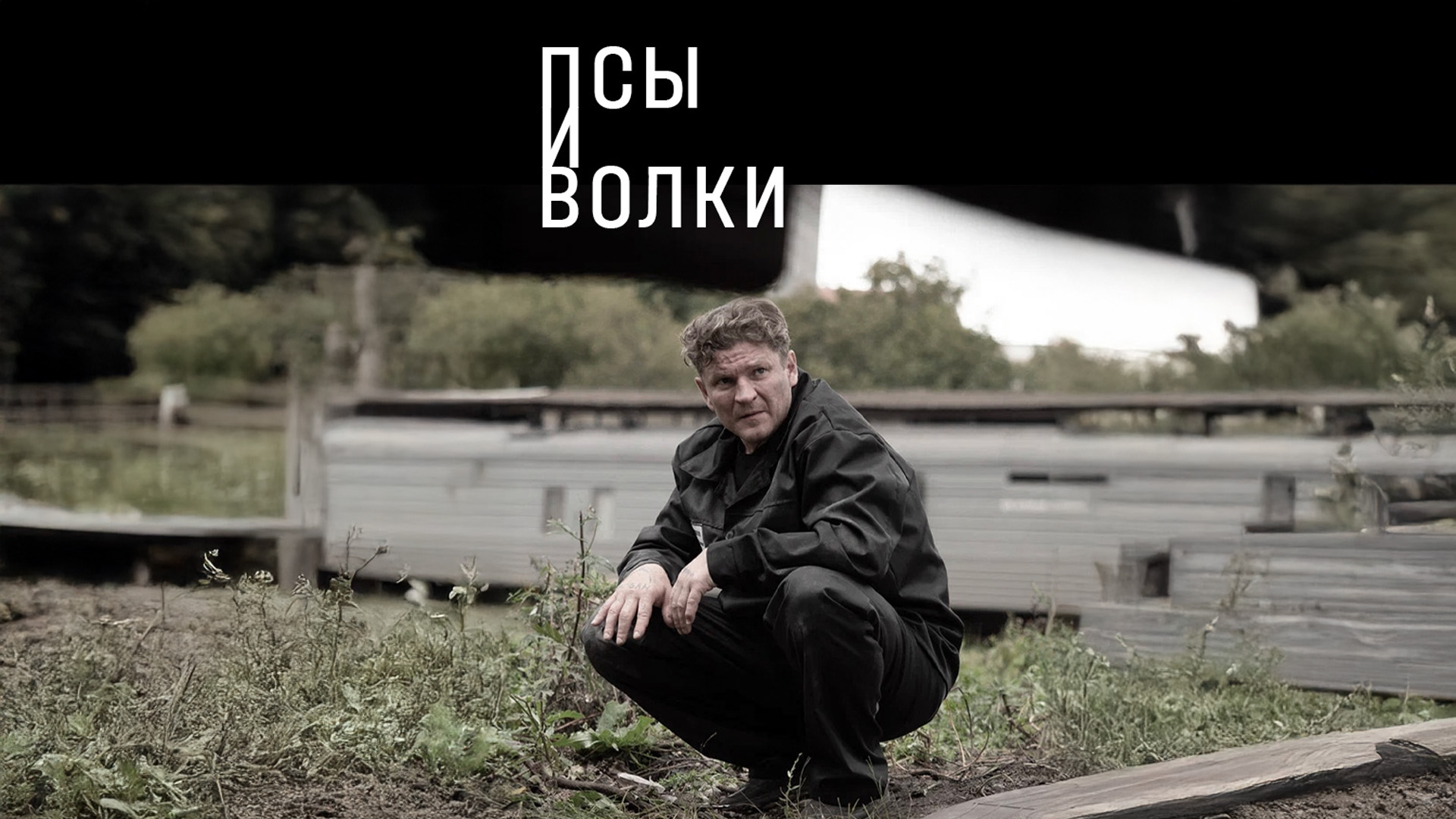 Псы и волки