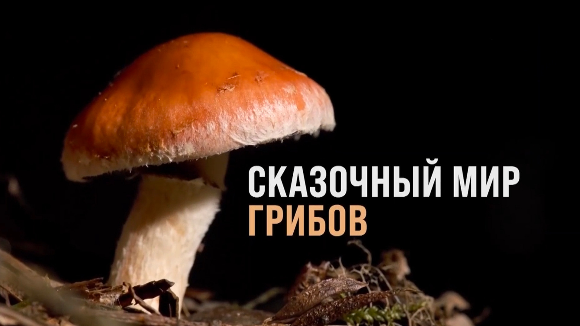 Сказочный мир грибов
