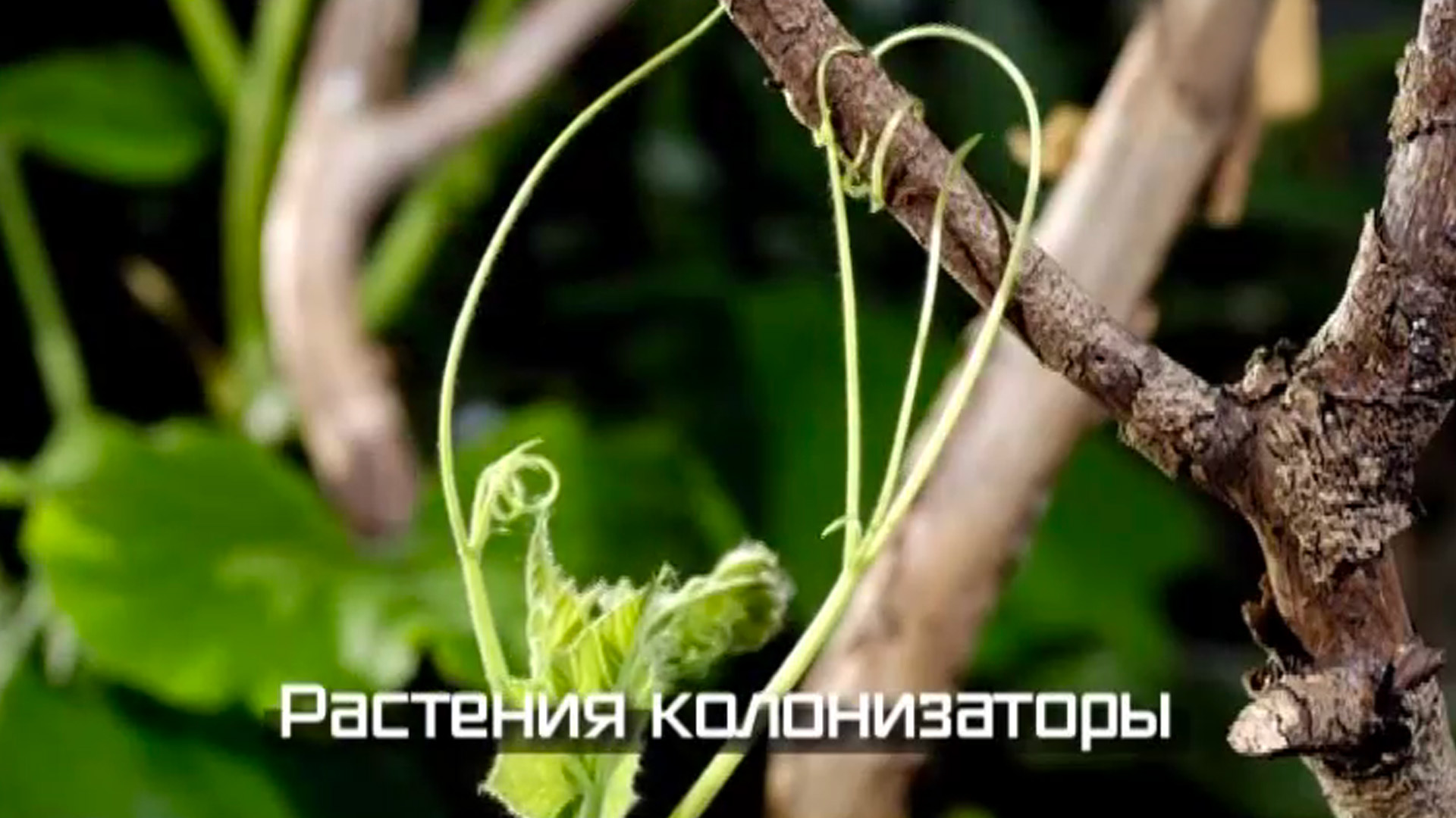 Невидимая природа. Растения колонизаторы