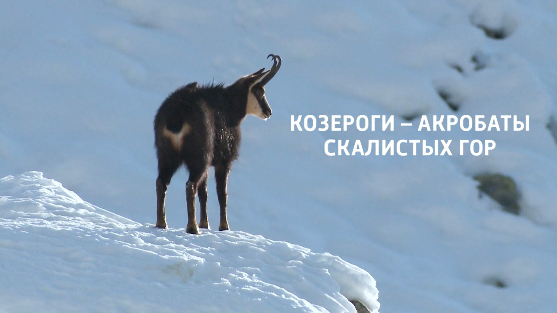 Козероги - акробаты скалистых гор
