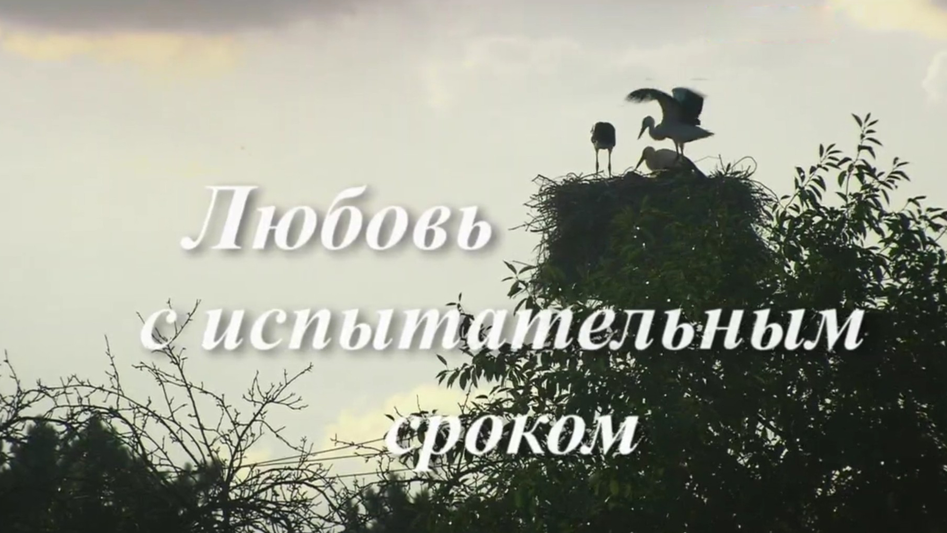 Любовь с испытательным сроком
