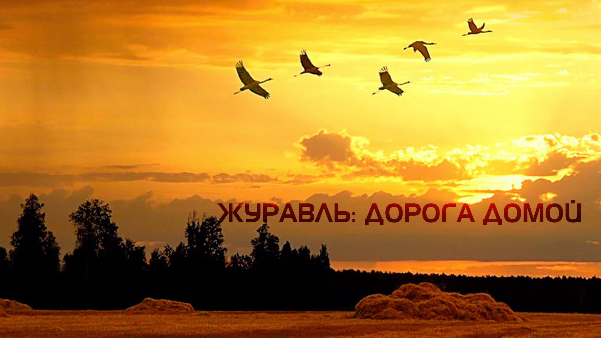Журавль: дорога домой