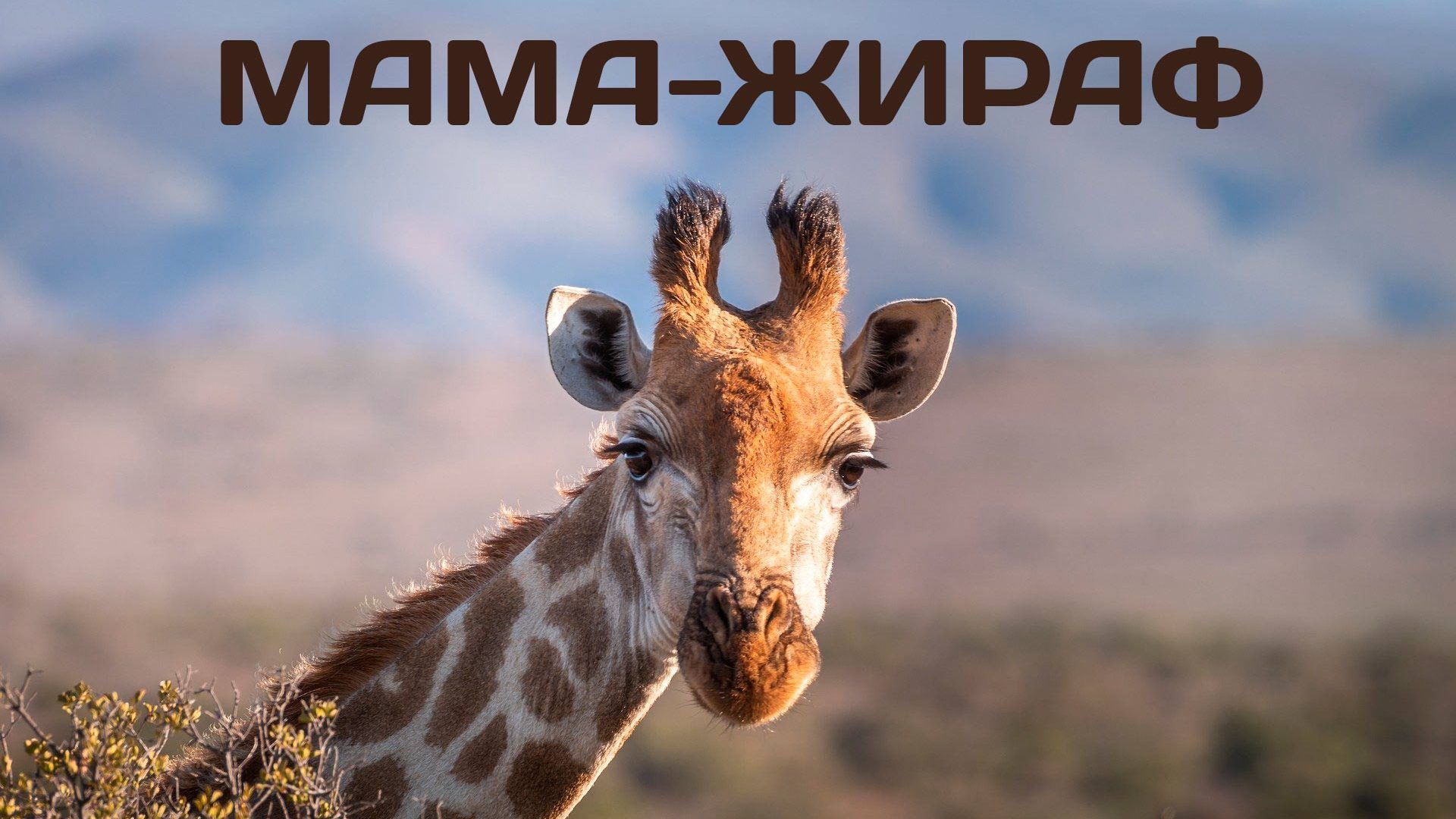 Мама-жираф