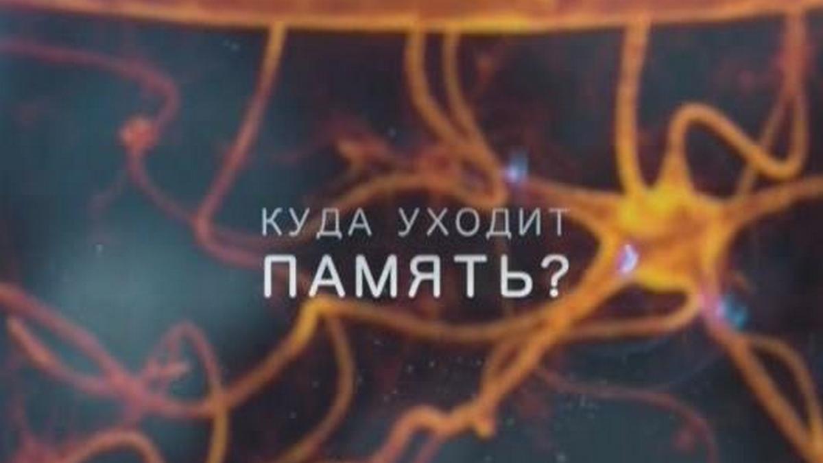 Куда уходит память?