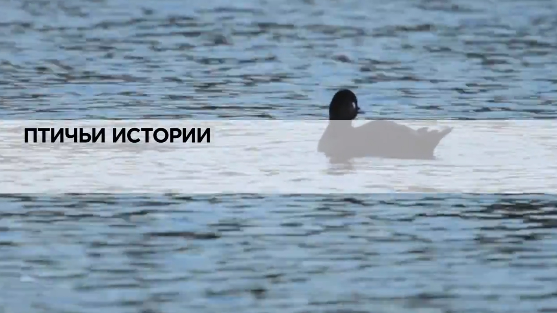 Птичьи истории