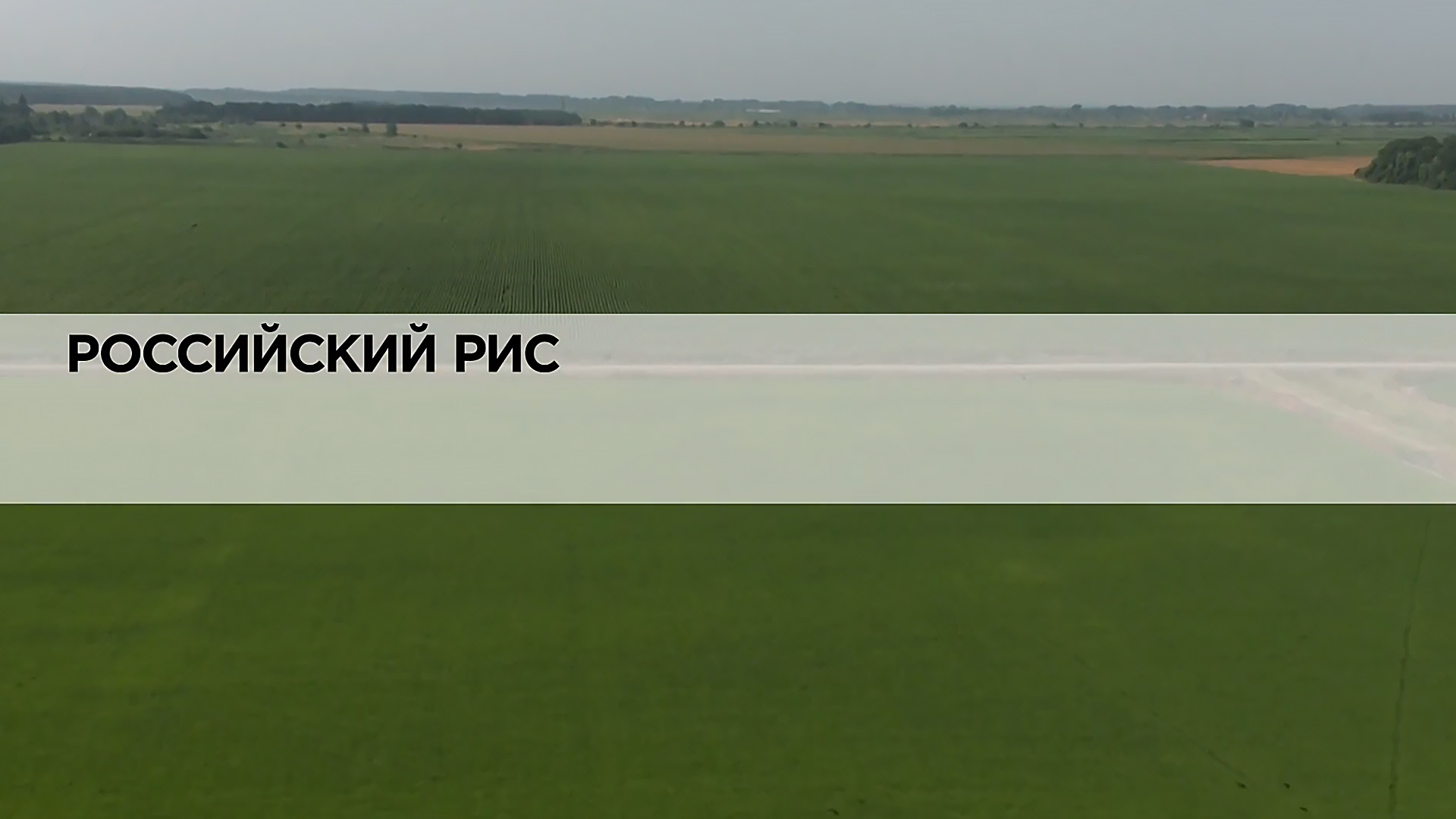 Российский рис