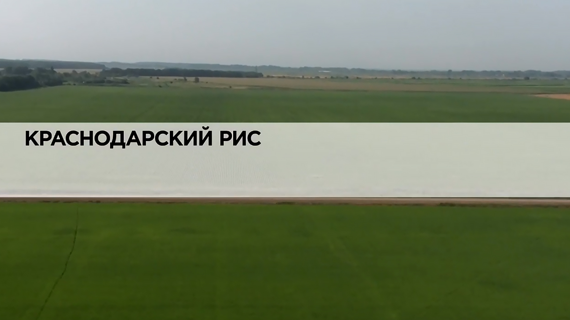 Краснодарский рис
