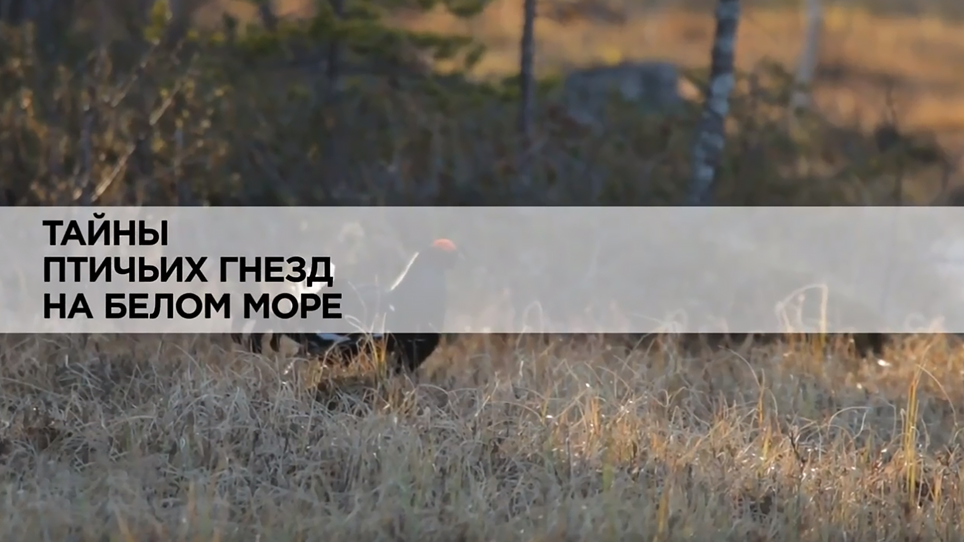 Тайны птичьих гнёзд на Белом море
