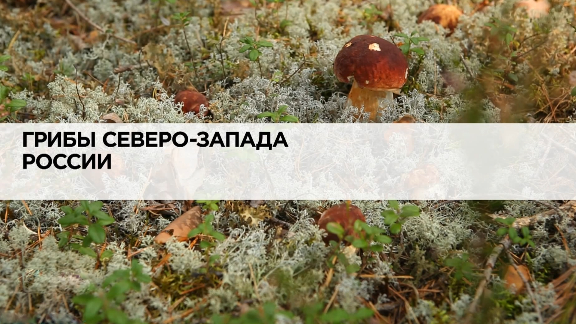 Грибы Северо-Запада России