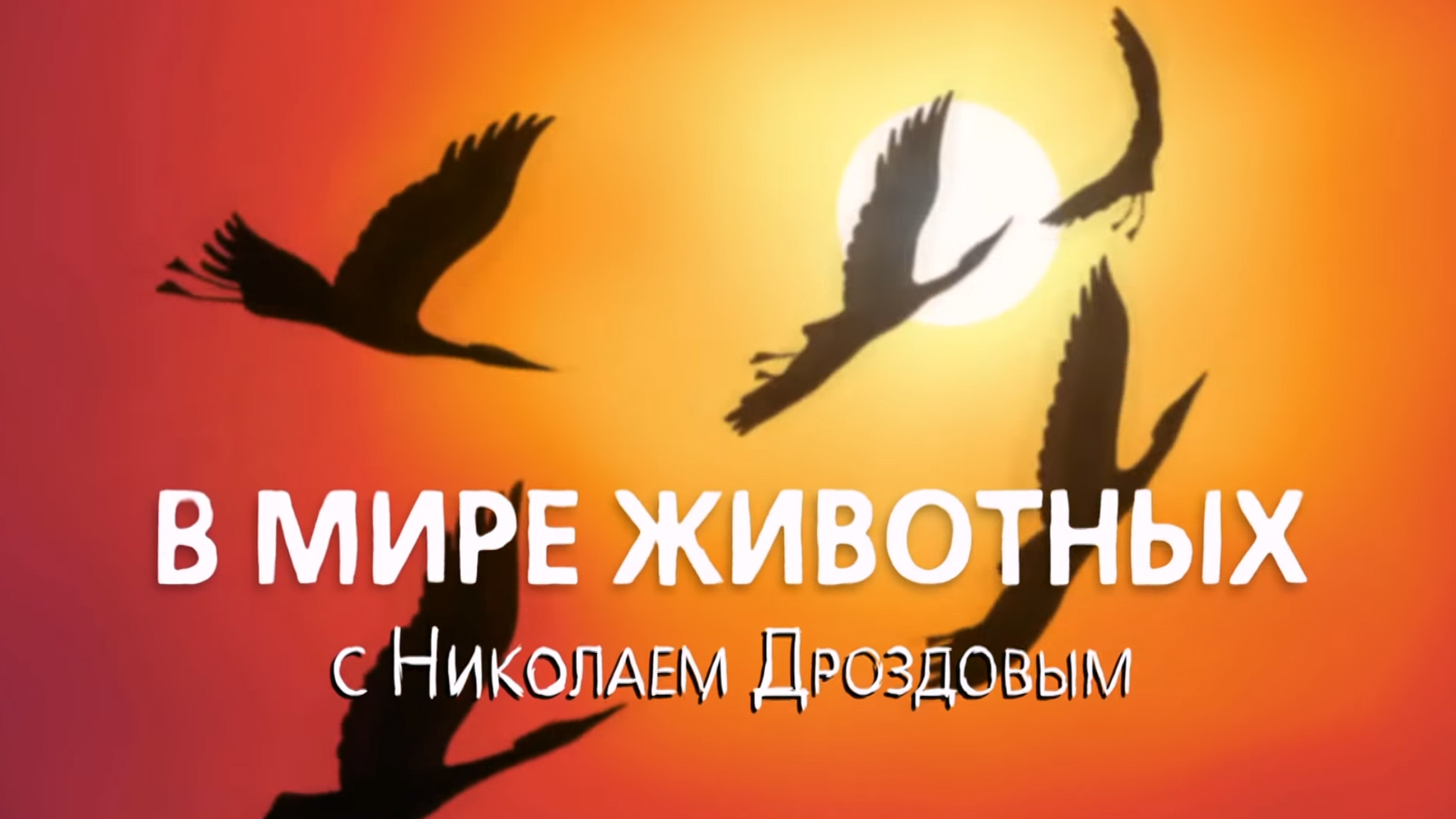 В мире животных