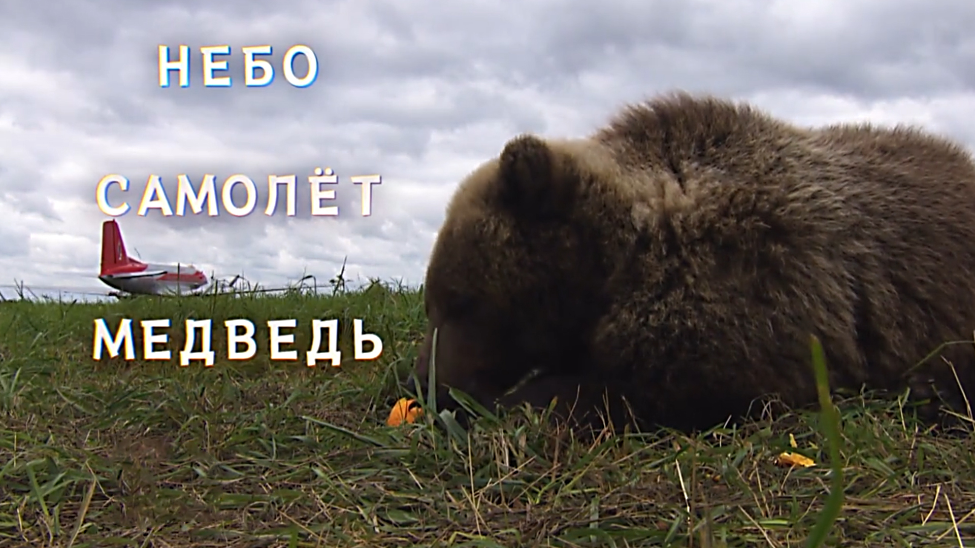 Небо. Самолет. Медведь