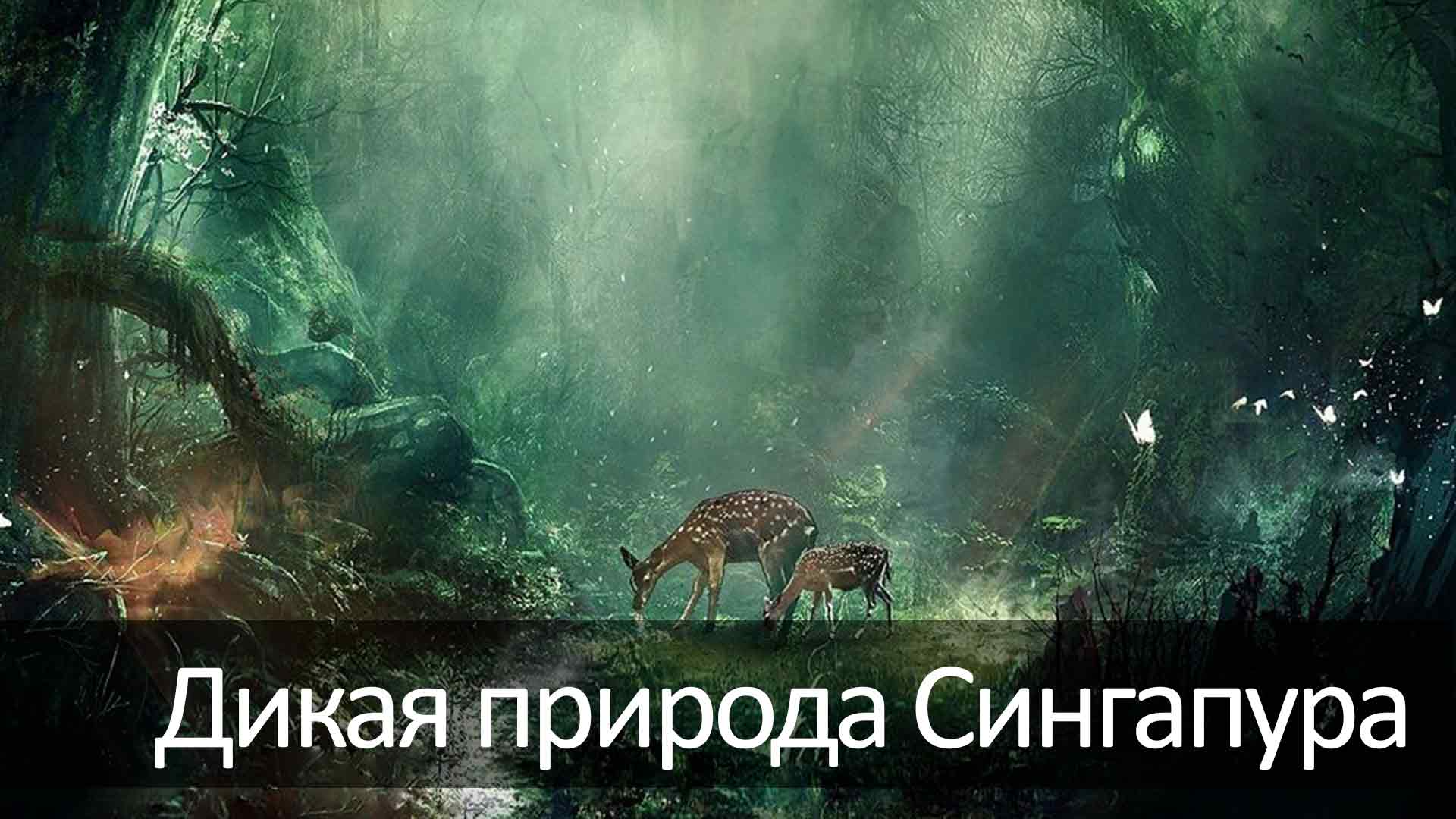 Дикая природа Сингапура