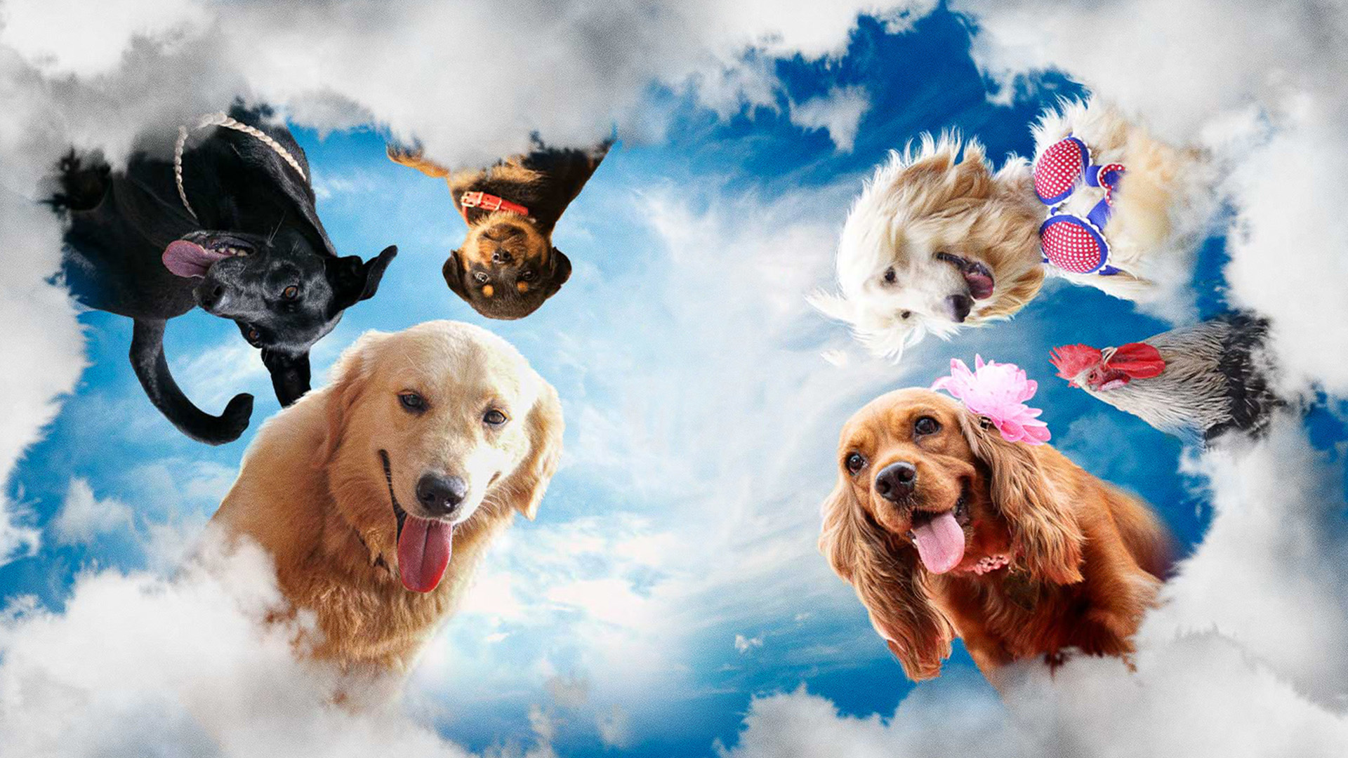 Собачий побег