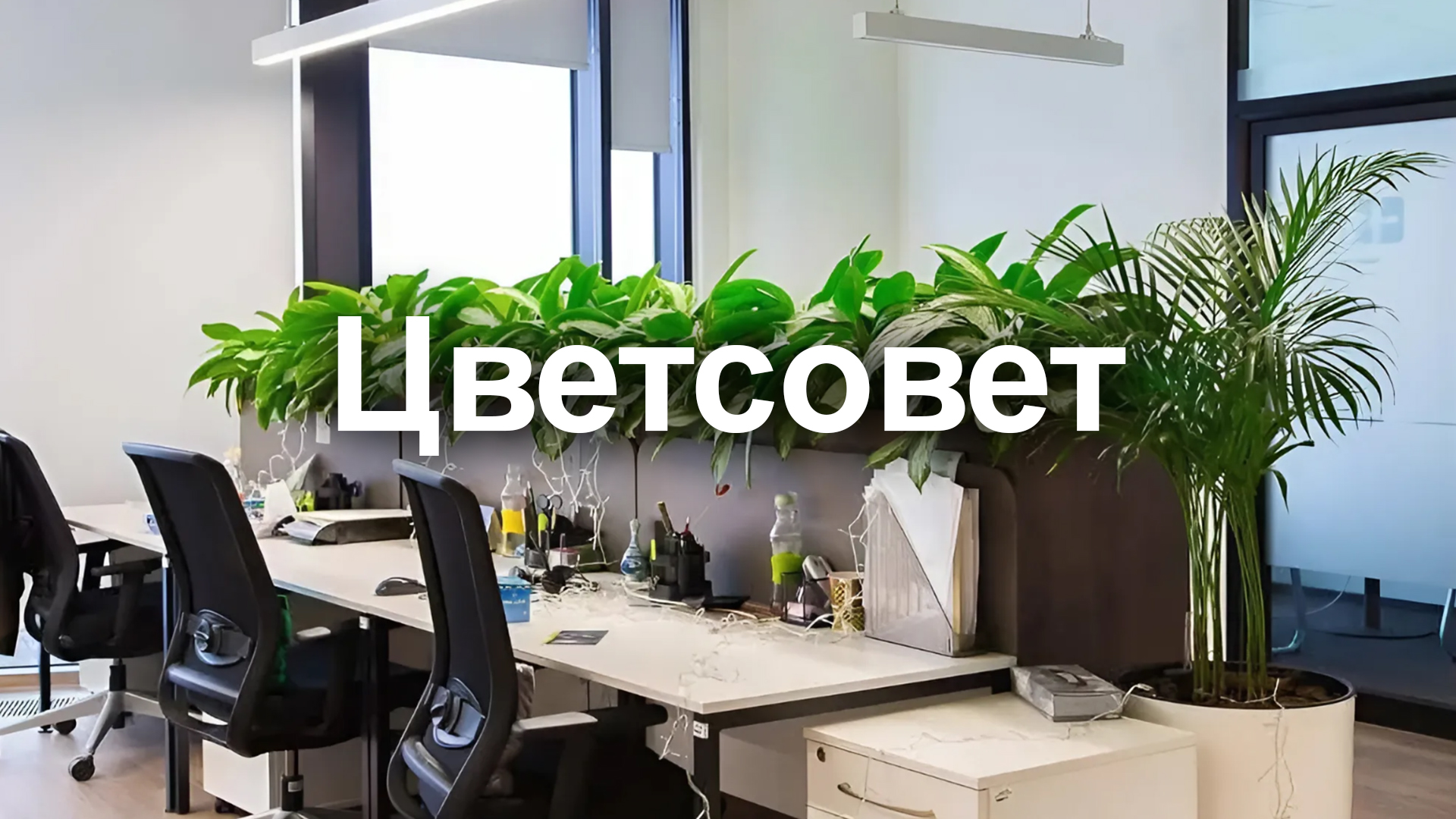 Цветсовет