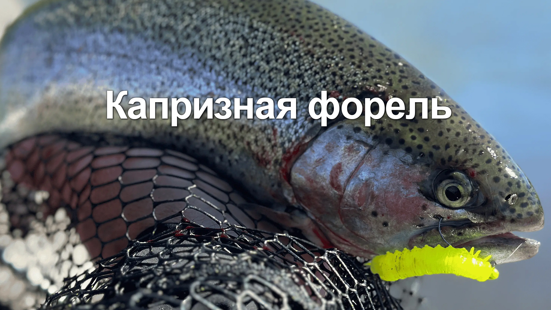 Капризная форель