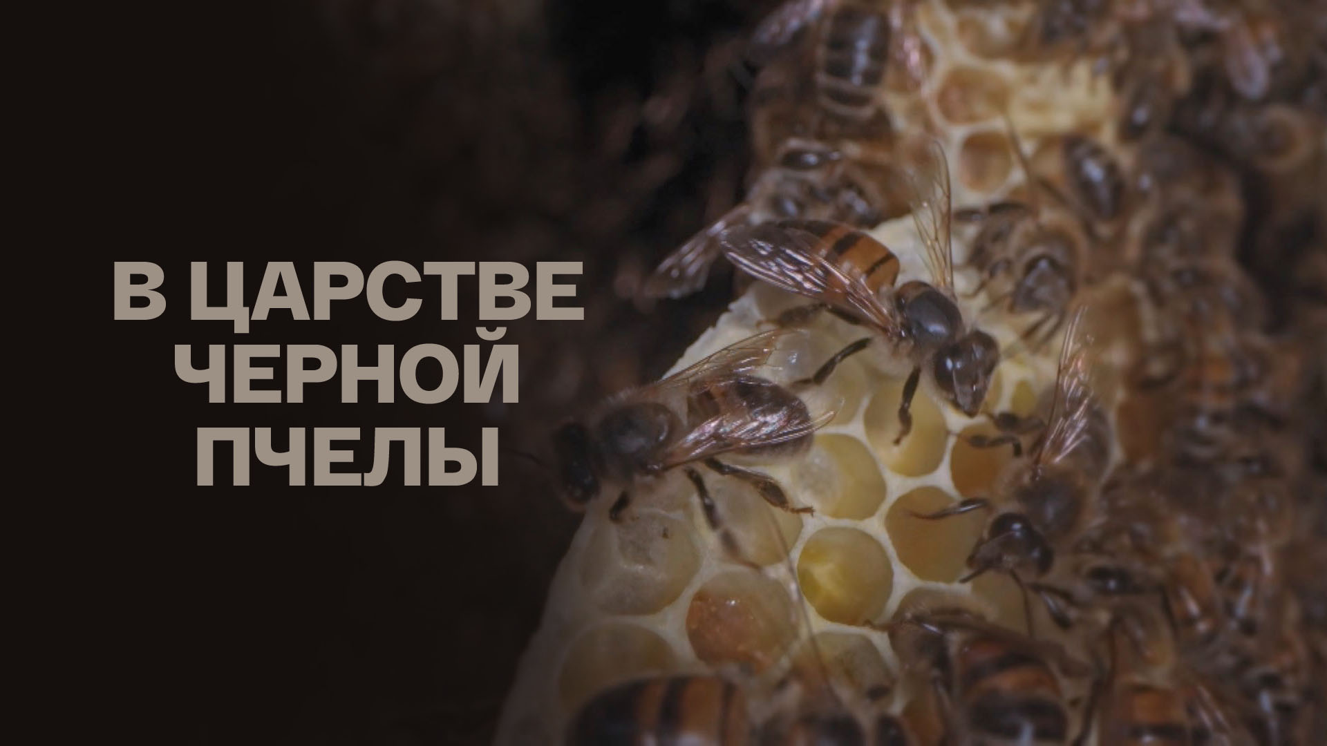 В царстве черной пчелы