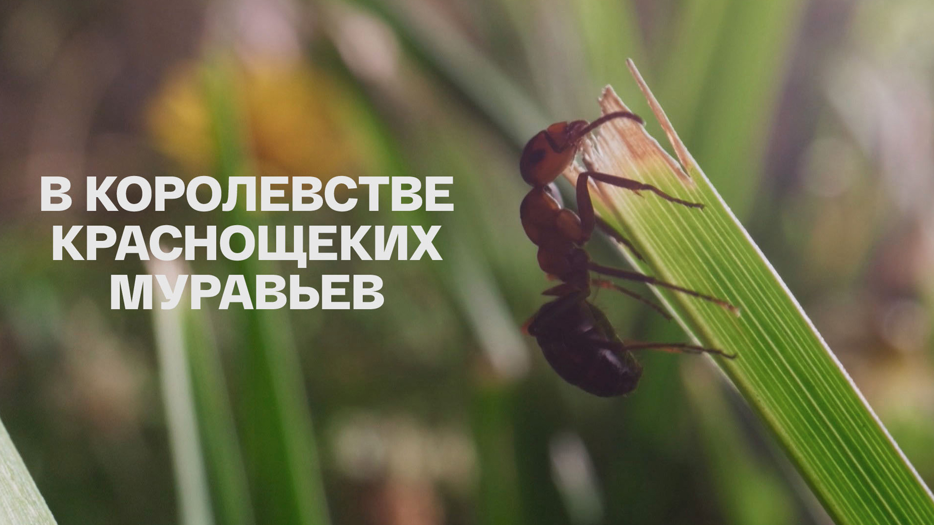 В королевстве краснощёких муравьёв