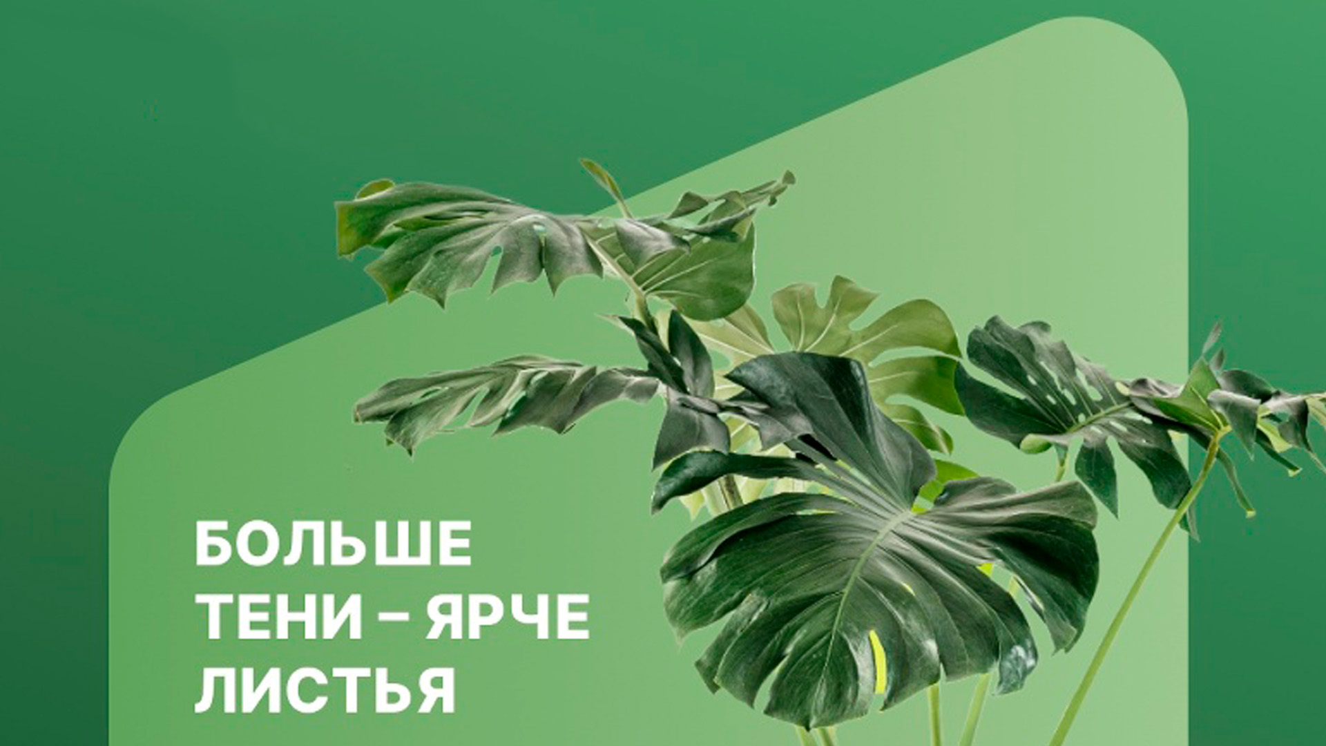 Больше тени – ярче листья