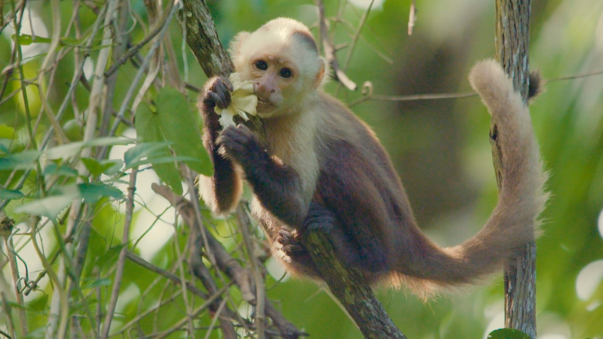 Парк Тайрона - тропический рай на Карибах