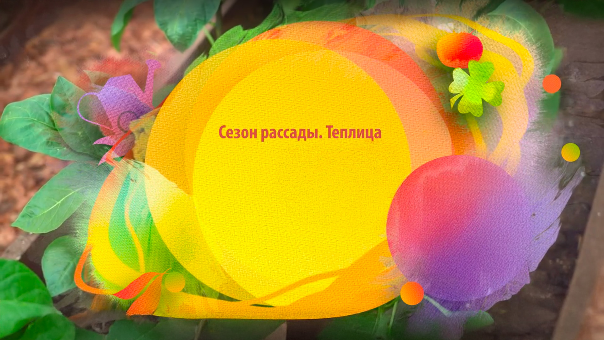 Сезон рассады. Теплица