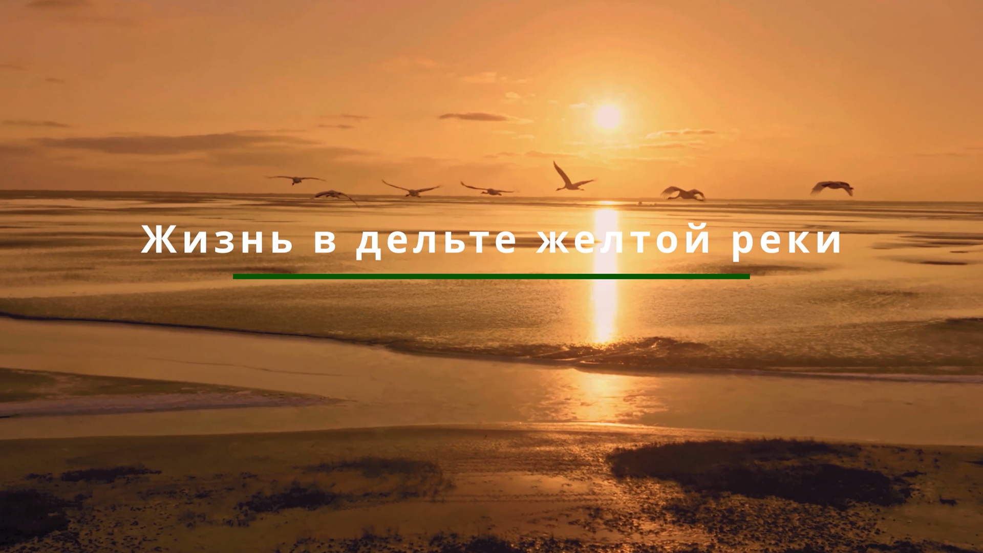 Жизнь в дельте Жёлтой реки