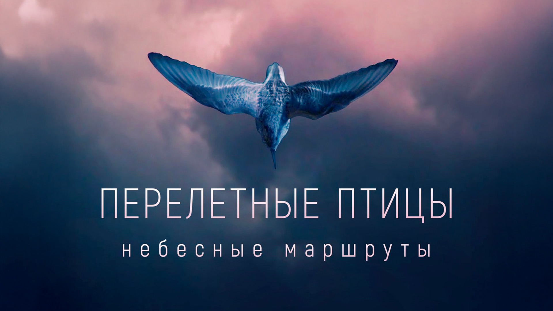 Перелётные птицы. Небесные маршруты